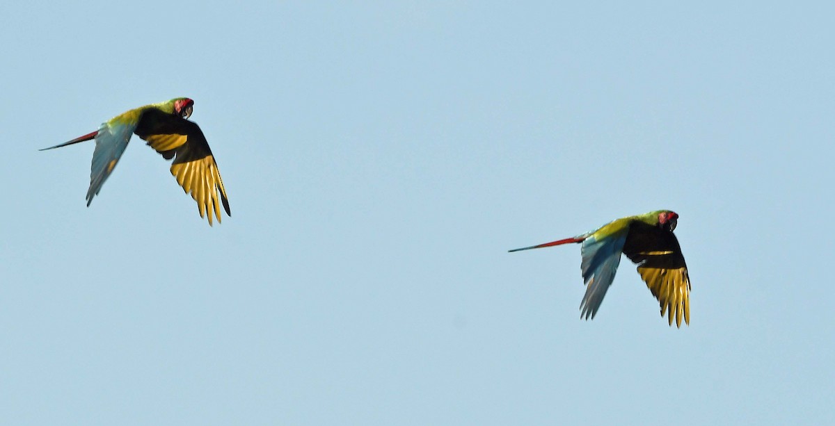 Military Macaw - ML548044571