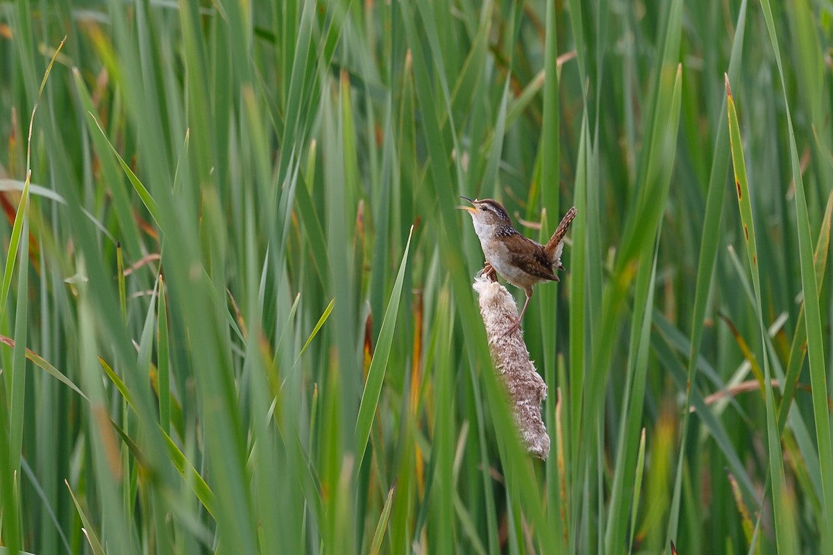 Marsh Wren - Anonymous