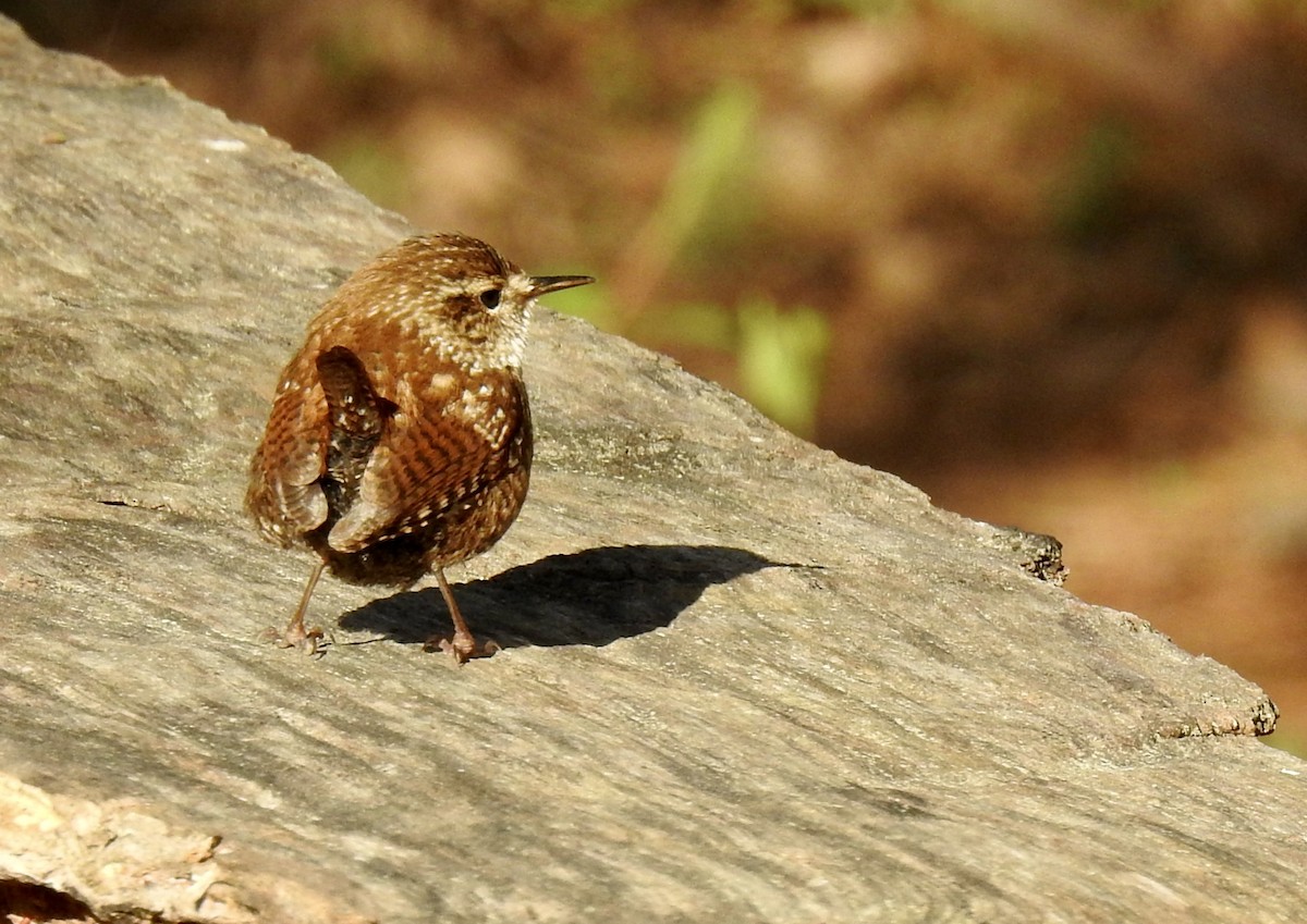 Winter Wren - ML548044621