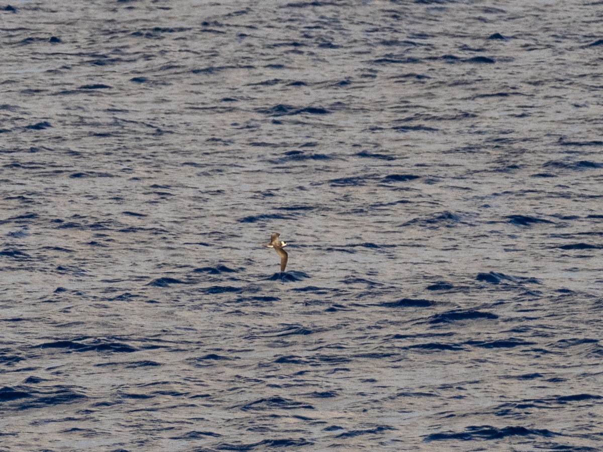 Vanuatu Petrel - ML548045611