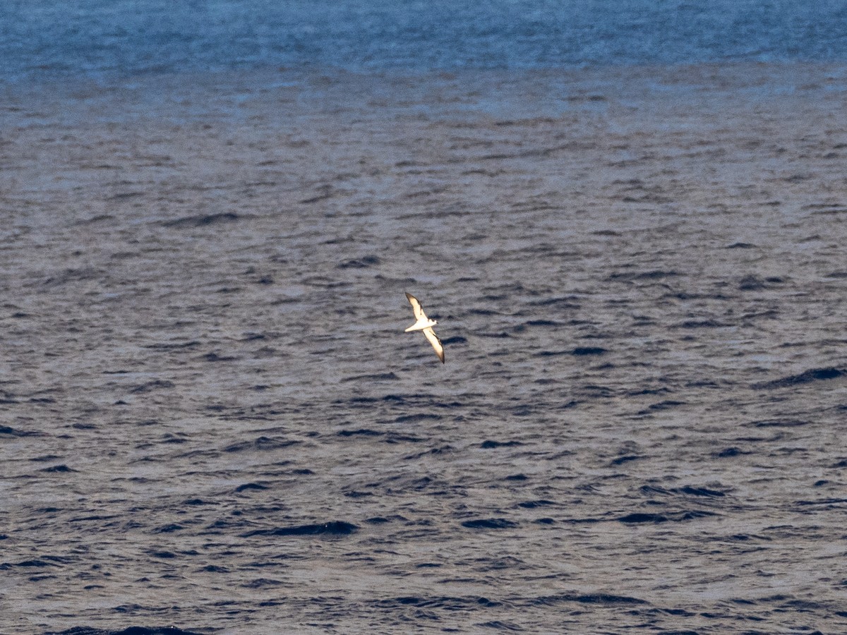 Vanuatu Petrel - ML548045631