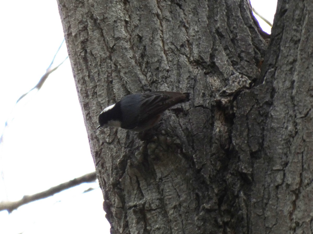 White-breasted Nuthatch - Paul Suchanek