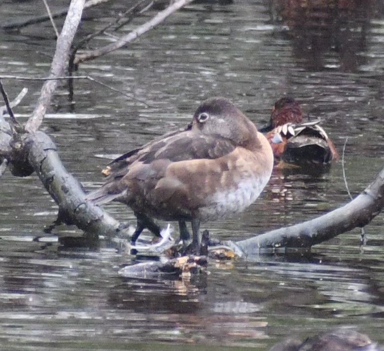 Ring-necked Duck - ML548047111