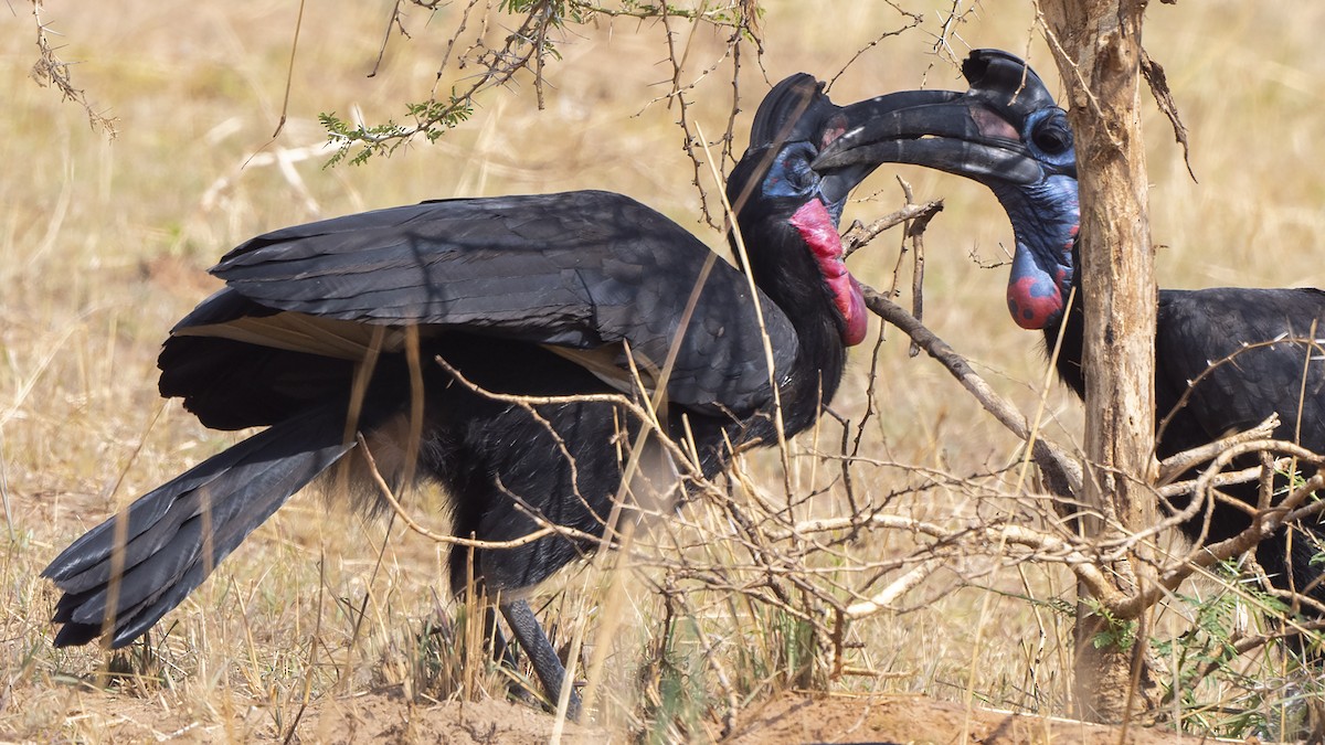 Abyssinian Ground-Hornbill - ML548048211