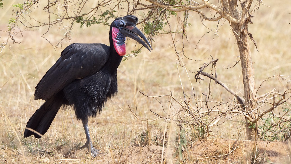 Abyssinian Ground-Hornbill - ML548048231