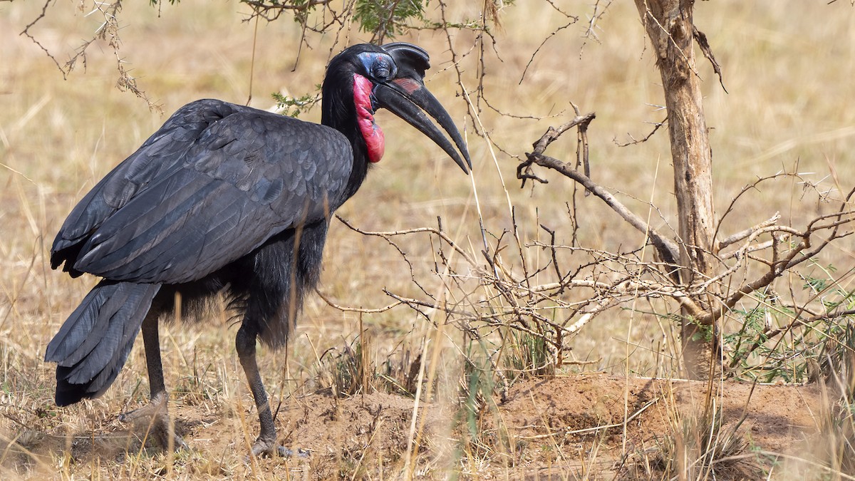 Abyssinian Ground-Hornbill - ML548048251