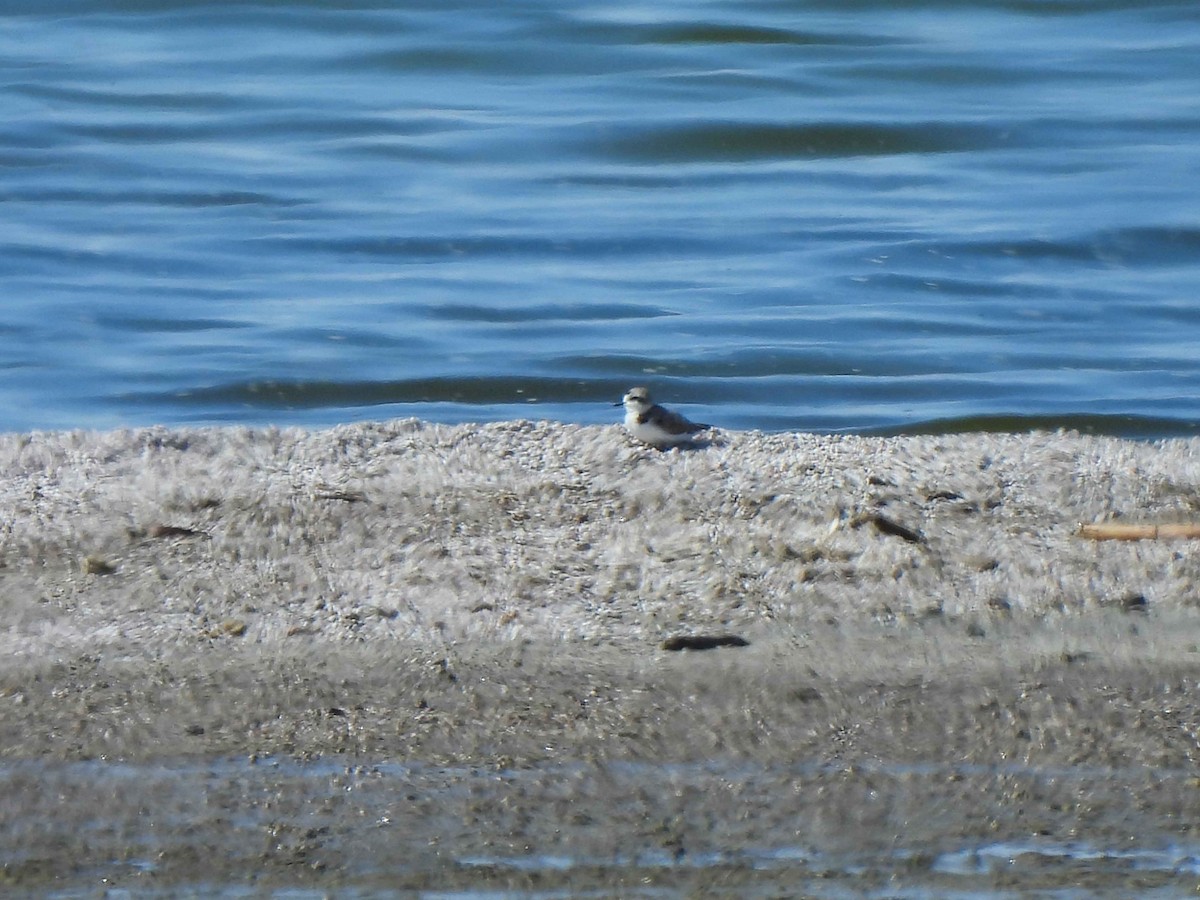 Snowy Plover - ML548049341