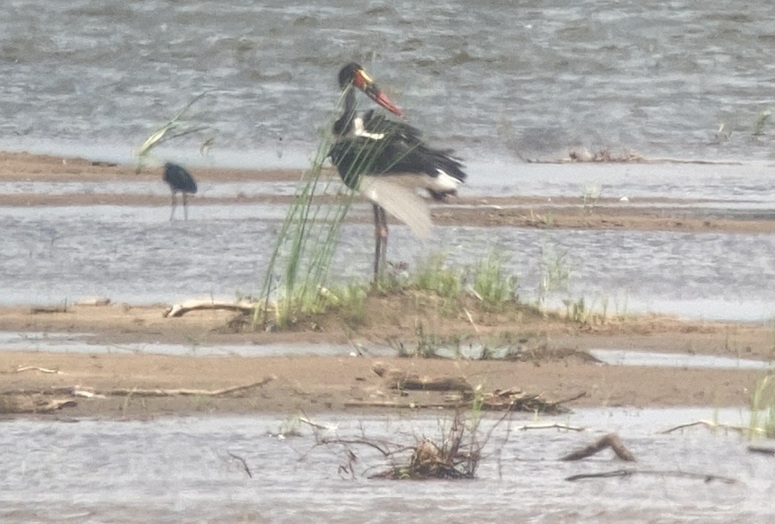 Saddle-billed Stork - ML548051661