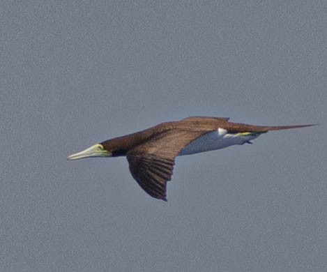 Brown Booby - ML548051961