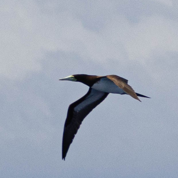 Brown Booby - ML548051971