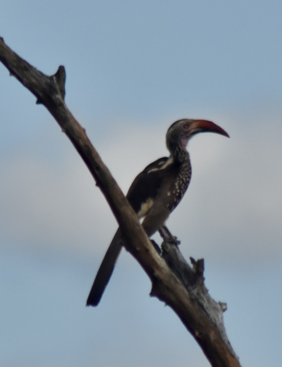 Southern Red-billed Hornbill - ML548052571