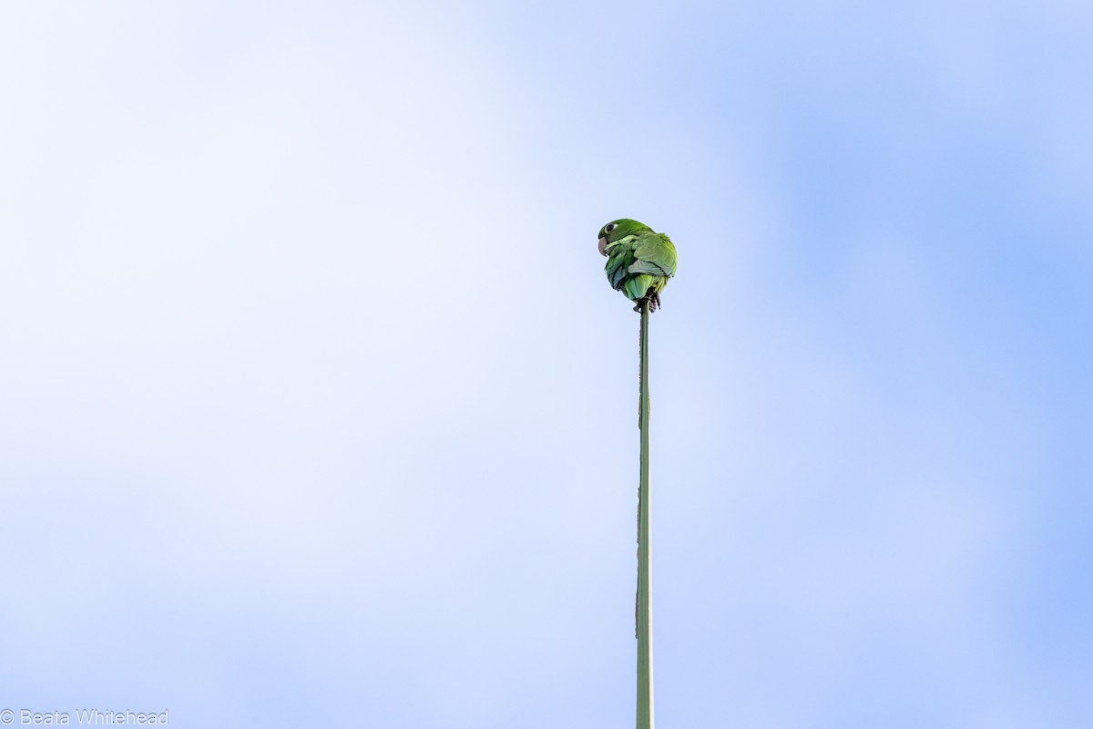 Olive-throated Parakeet - ML548053601