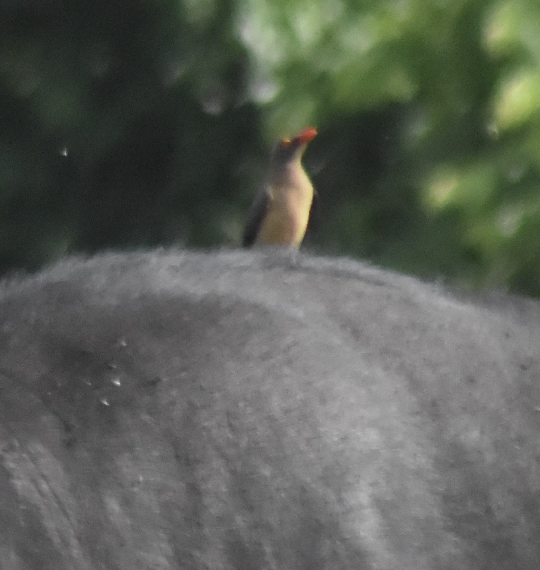 Red-billed Oxpecker - ML548054121