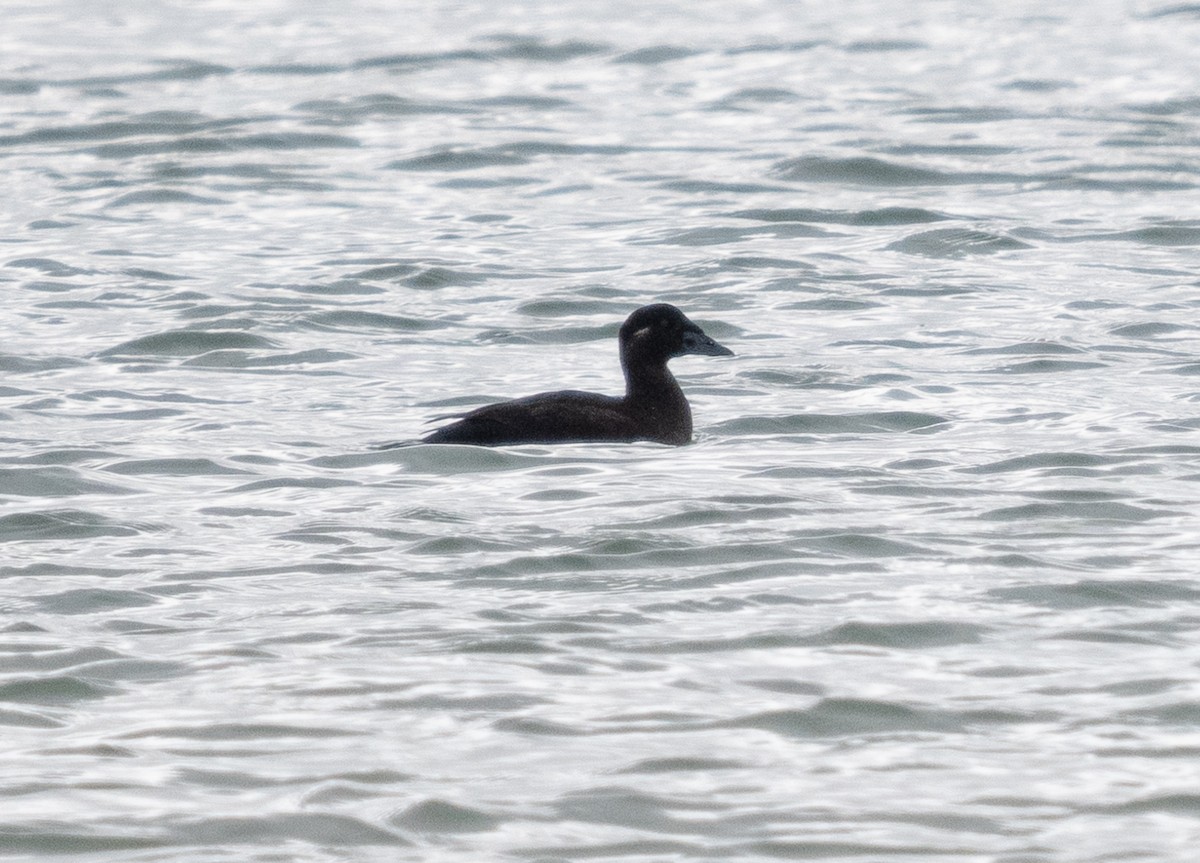 Surf Scoter - ML548054811