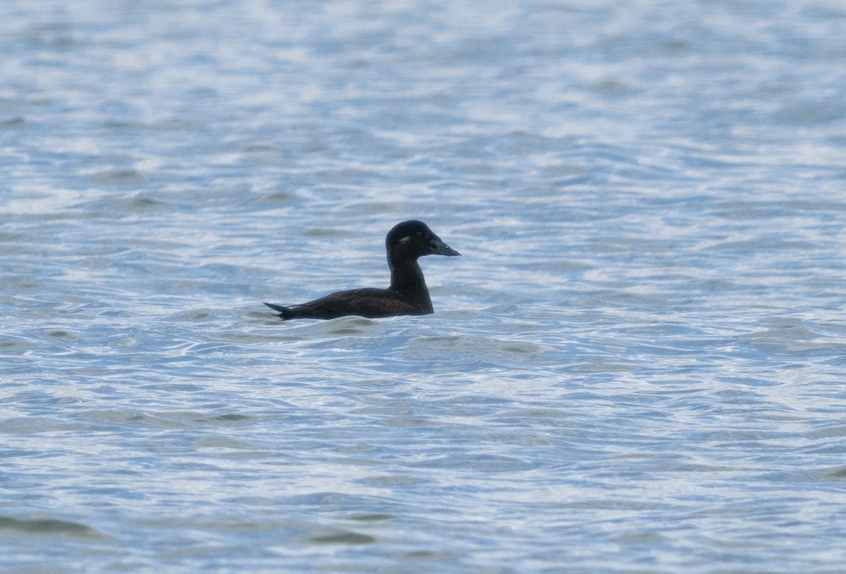 Surf Scoter - ML548054851