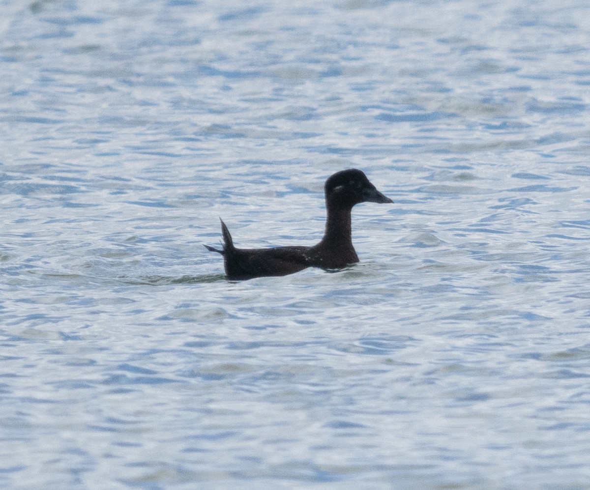 Surf Scoter - ML548054881