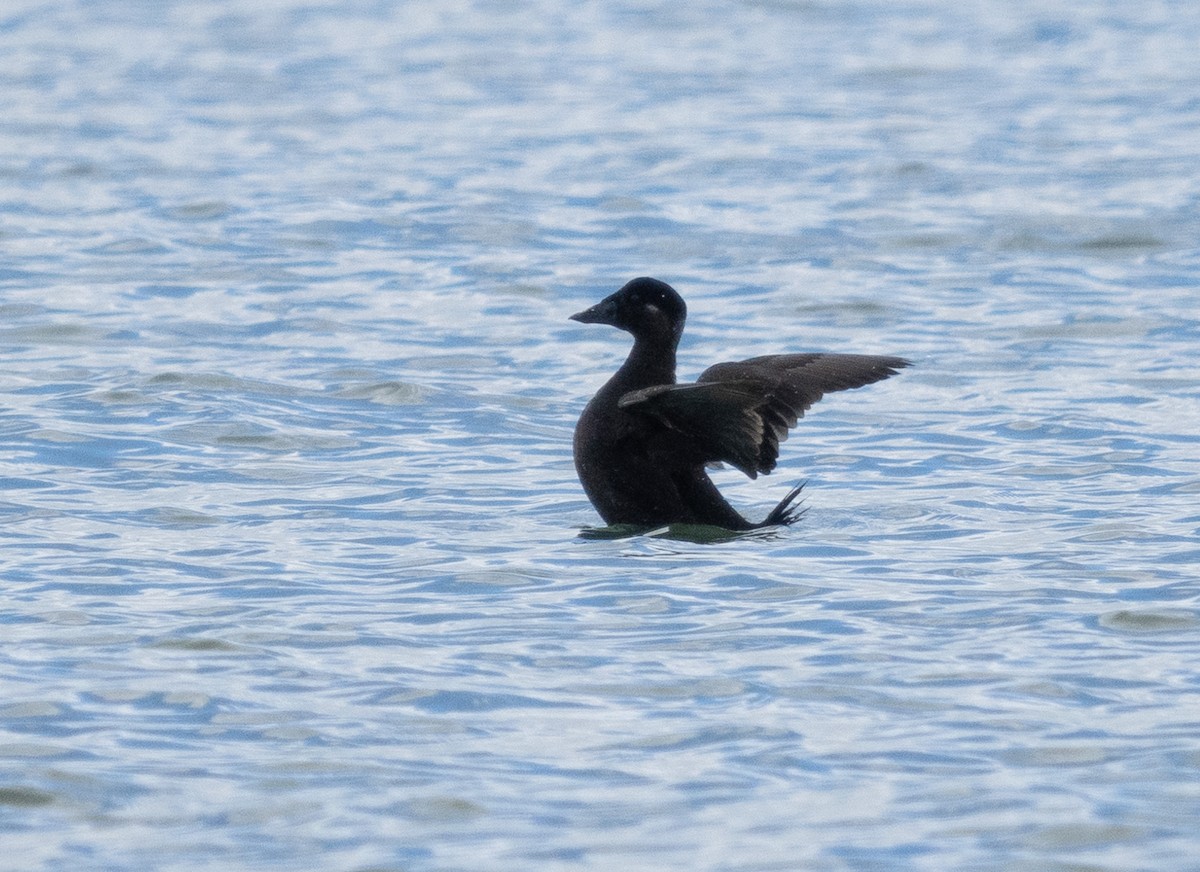 Surf Scoter - ML548054891