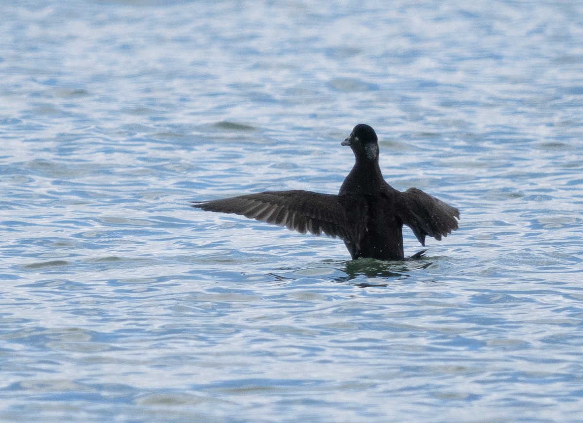 Surf Scoter - Simon Colenutt