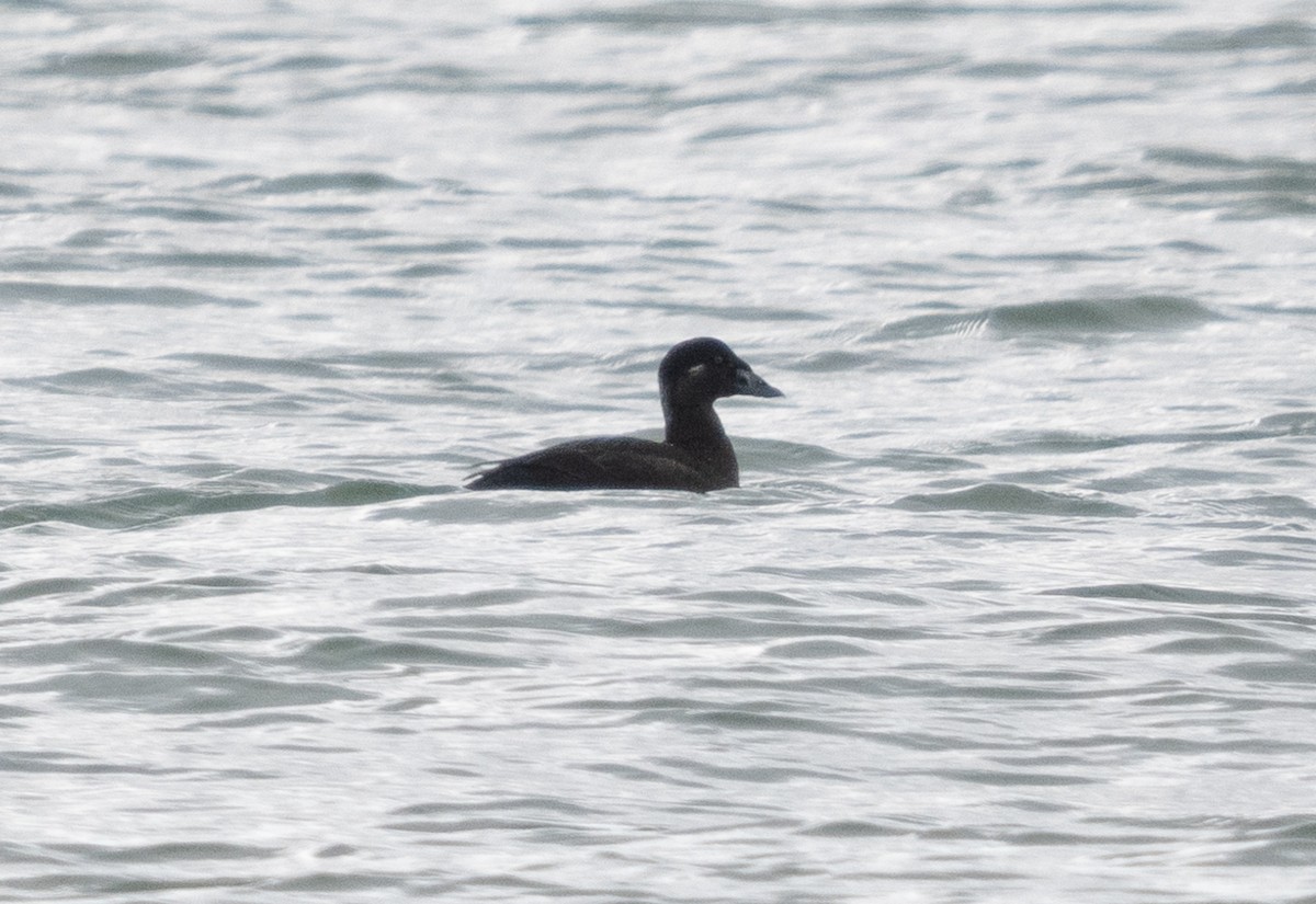 Surf Scoter - Simon Colenutt