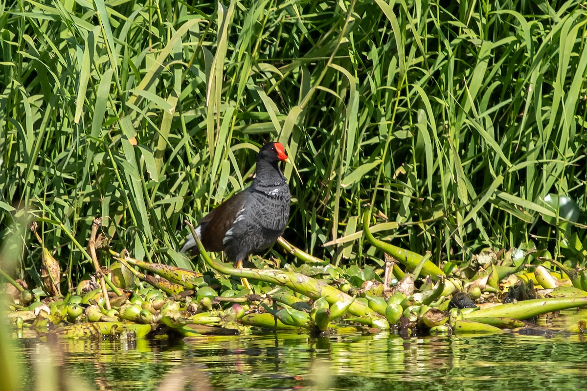 Common Gallinule - ML548055441