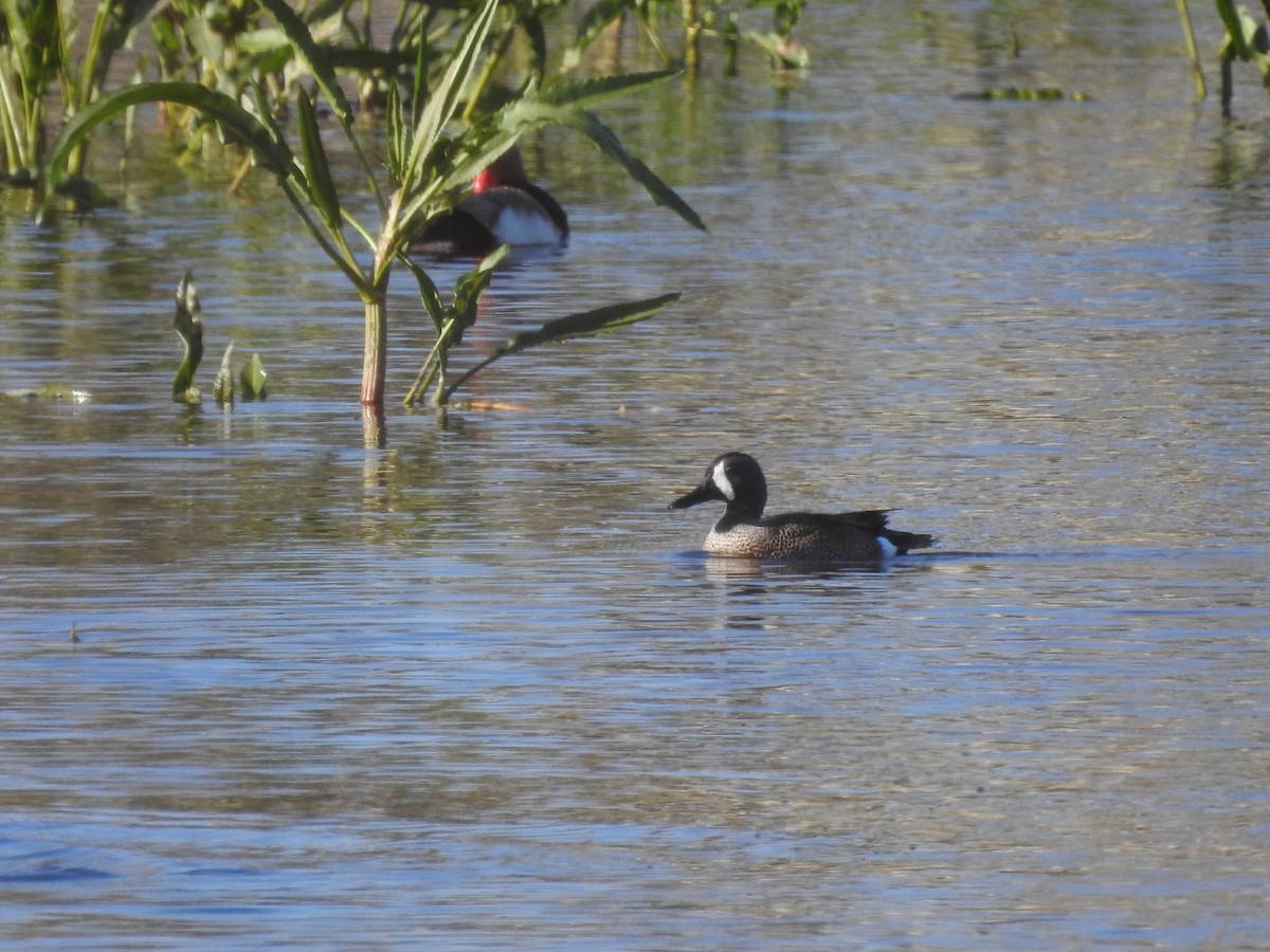 Blue-winged Teal - Adelino García Andrés