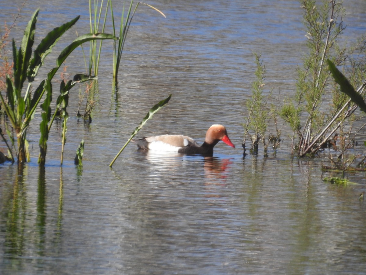 Red-crested Pochard - ML548055561