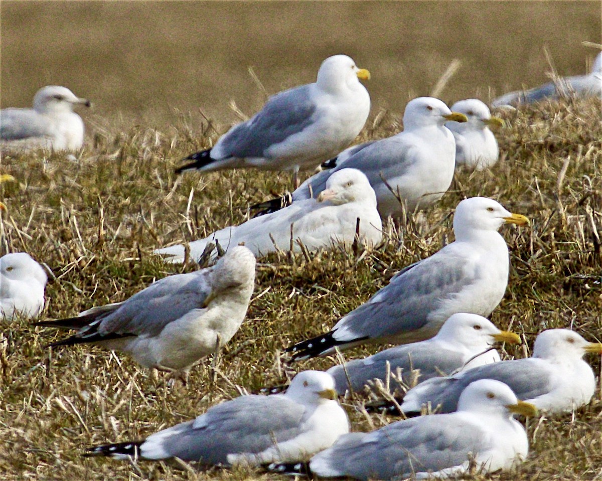 Glaucous Gull - Jack & Holly Bartholmai