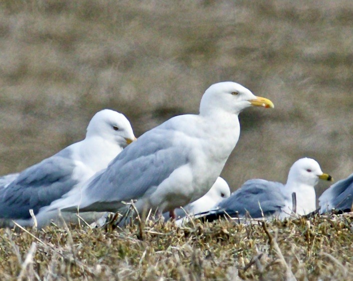 Glaucous Gull - ML548056141