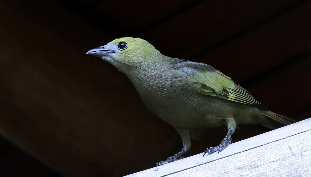 Palm Tanager - Pavel Parkhaev