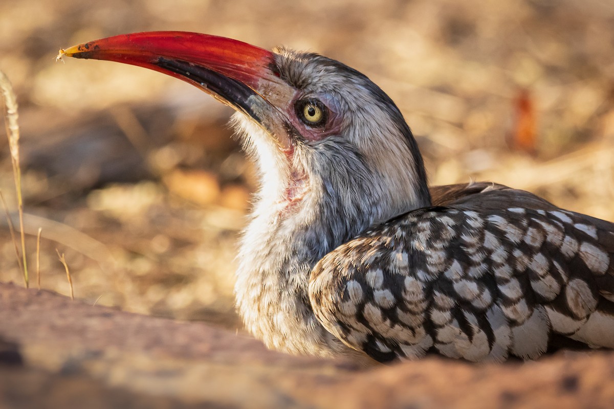 Southern Red-billed Hornbill - John Keator