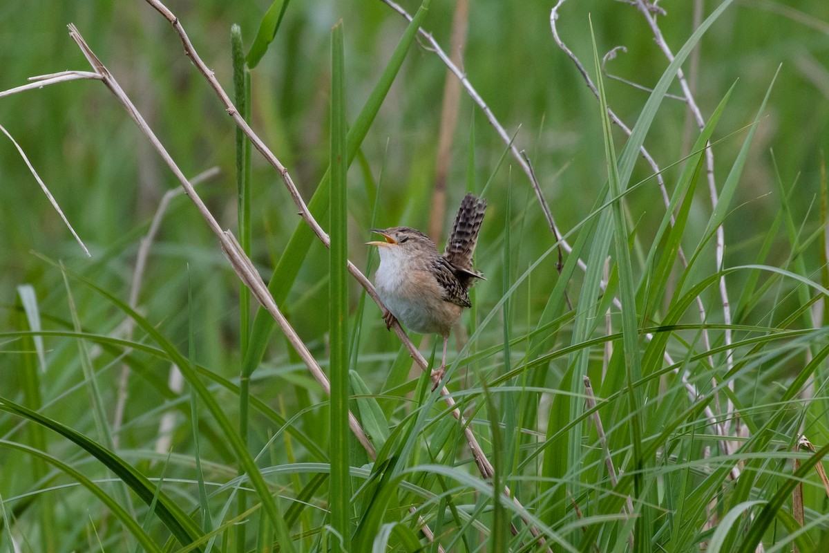 Sedge Wren - Ryan Mandelbaum