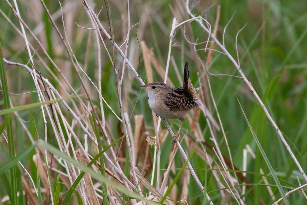 Sedge Wren - Ryan Mandelbaum