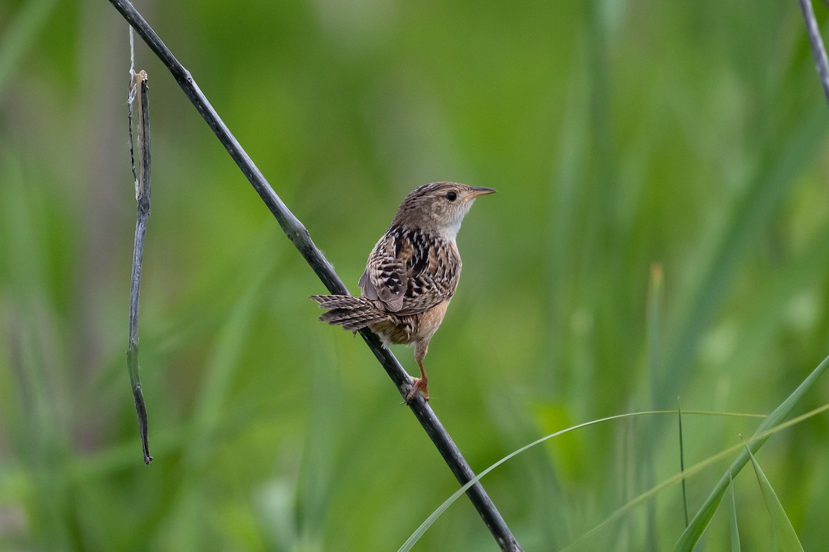 Sedge Wren - Ryan Mandelbaum