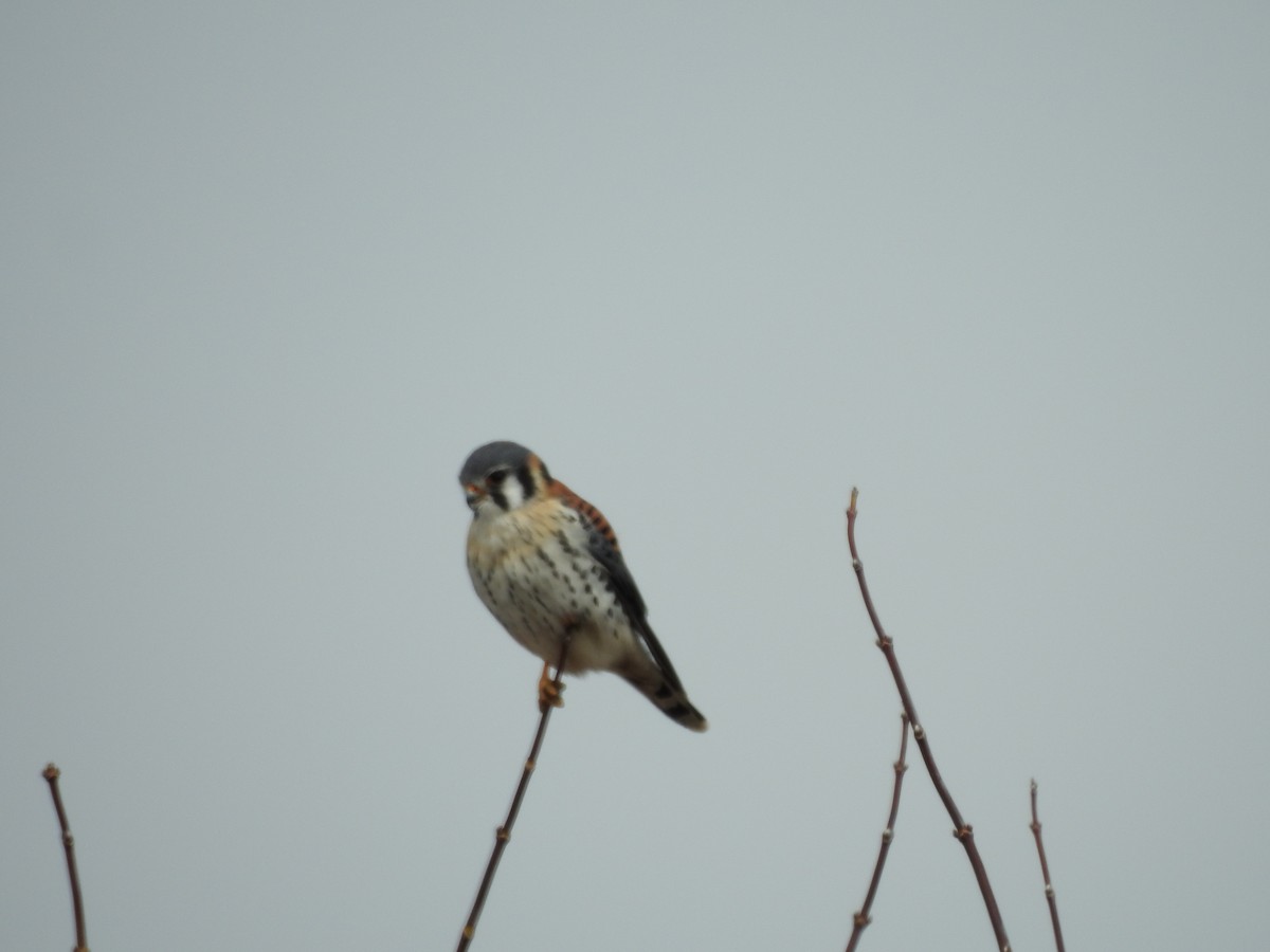 Buntfalke - ML548062471