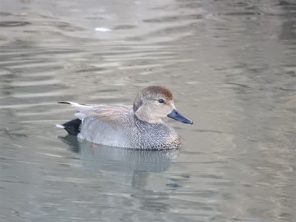 Canard chipeau - ML548062491