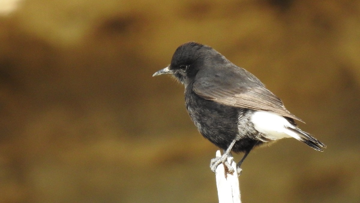 Black Wheatear - Juan Carlos Solar Gómez