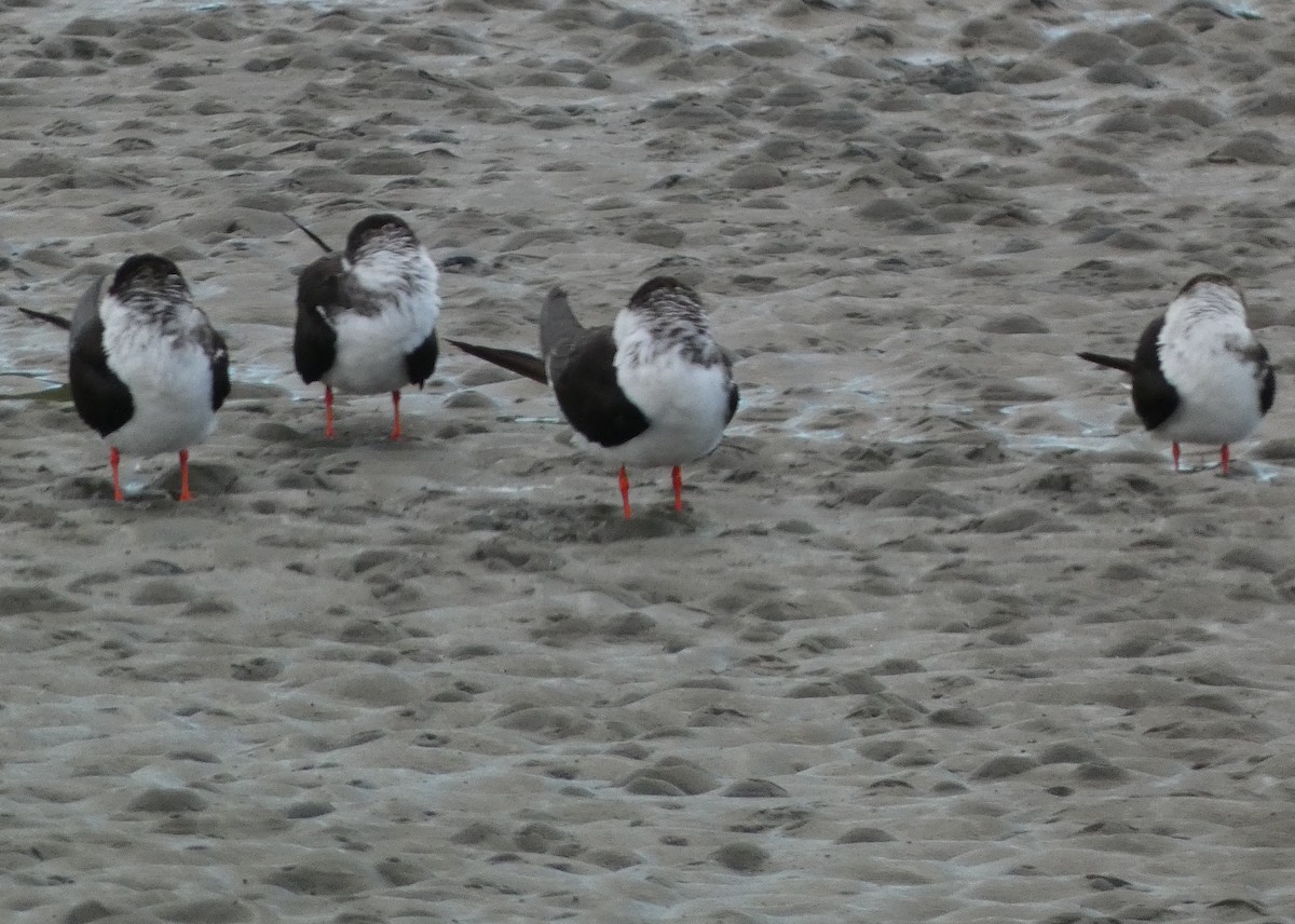 Black Skimmer - David Assmann