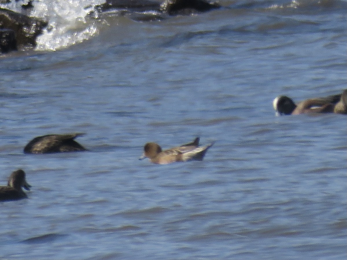 Eurasian Wigeon - ML548063641