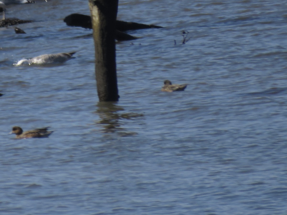 Eurasian Wigeon - ML548063681