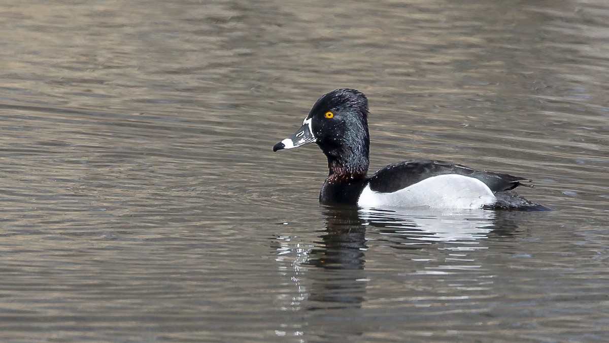 Ring-necked Duck - ML548064411