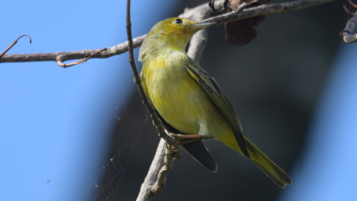 Yellow Warbler (Mangrove) - ML548064461
