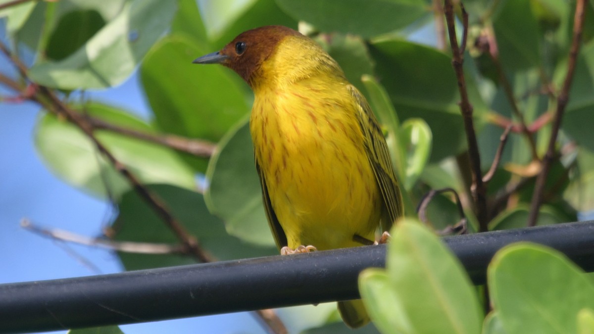Yellow Warbler (Mangrove) - ML548064471