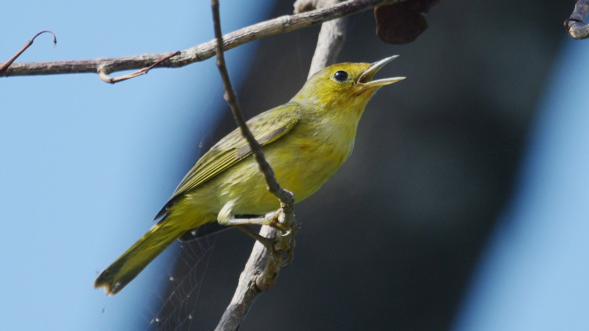 Yellow Warbler (Mangrove) - ML548064481