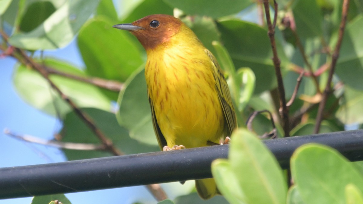 Yellow Warbler (Mangrove) - ML548064491