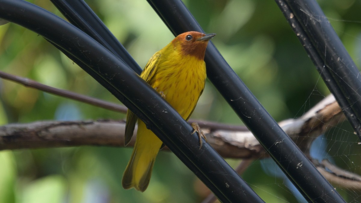 Yellow Warbler (Mangrove) - ML548064501