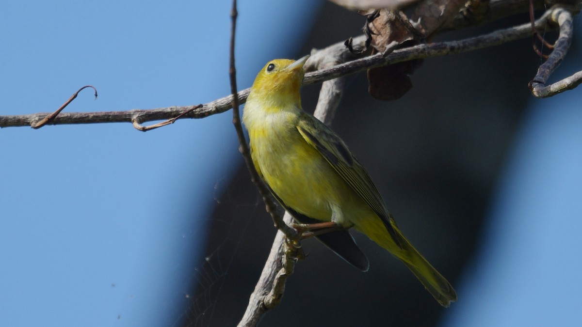 Yellow Warbler (Mangrove) - ML548064511