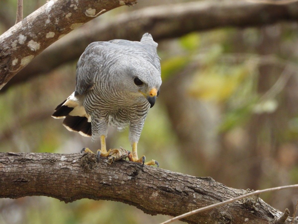 Gray-lined Hawk - ML548065891