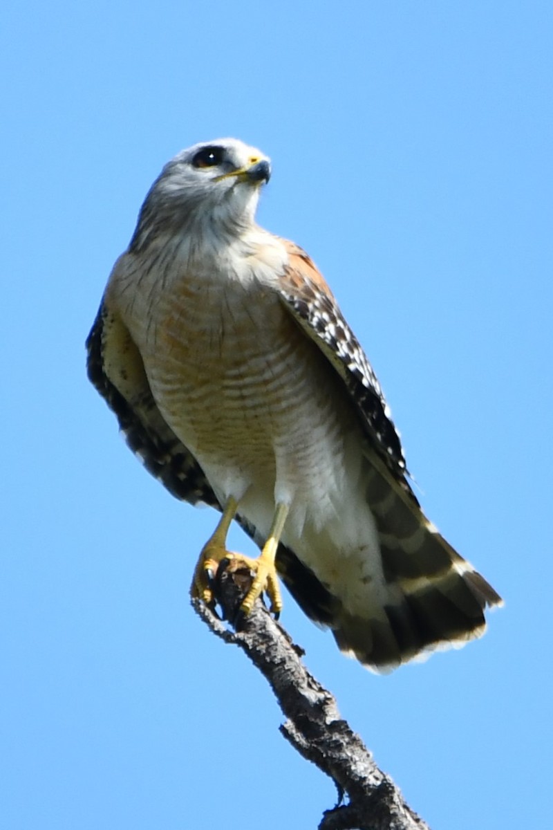 Red-shouldered Hawk (lineatus Group) - ML548065921