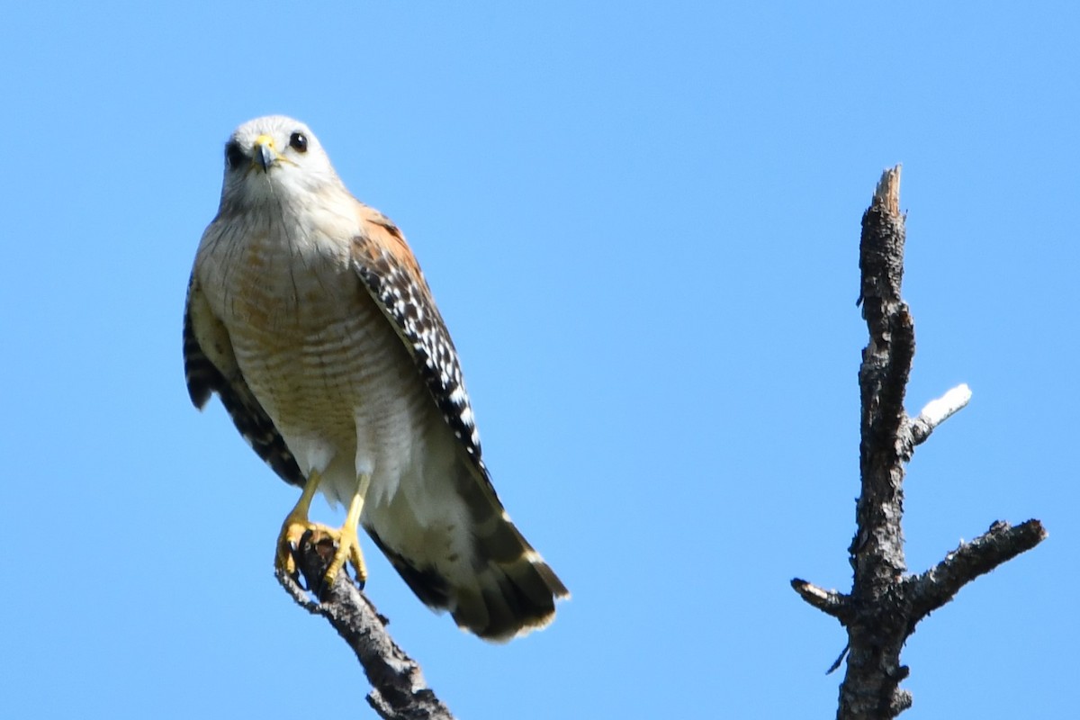 Red-shouldered Hawk (lineatus Group) - ML548065931