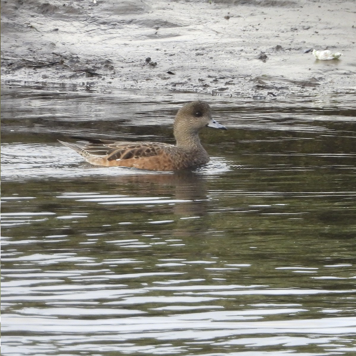 American Wigeon - Manuel Velasco Graña